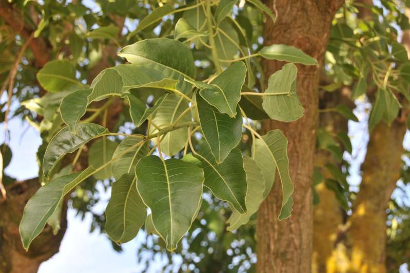 Phytolacca dioica L.